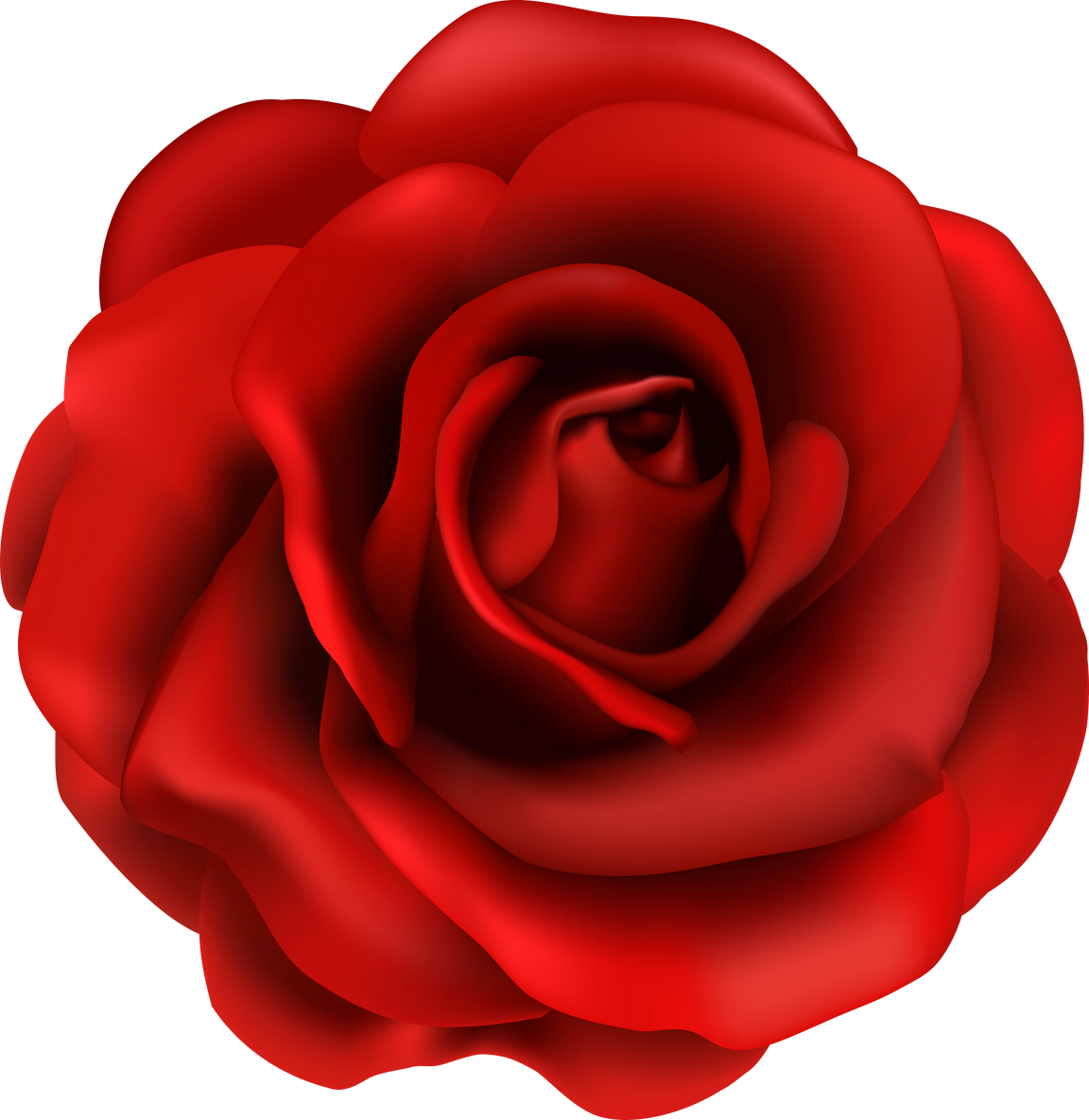 red rose flower illustration 3